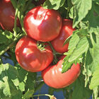 Abigail Beefsteak Tomatoes