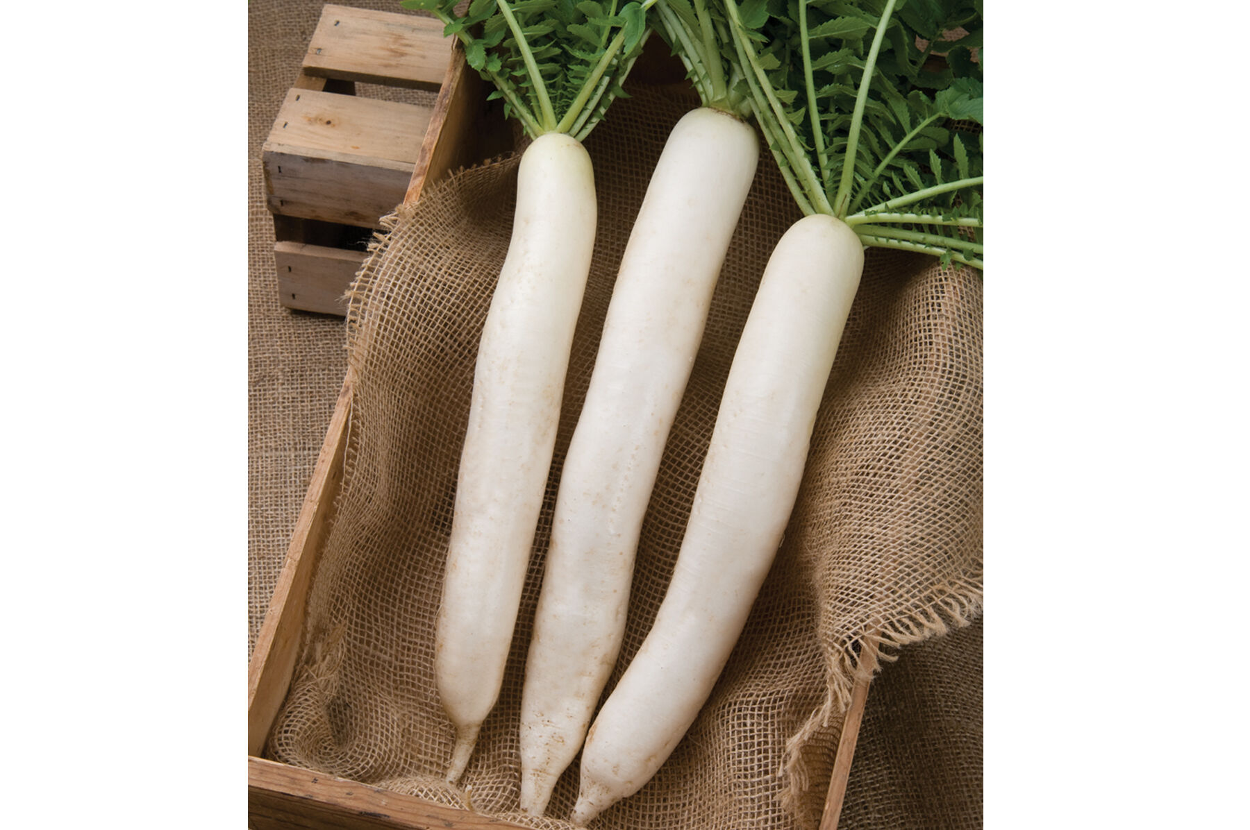 Summer Cross No. 3 Daikon/Korean Radishes