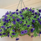 Easy Wave&reg; Blue Petunia