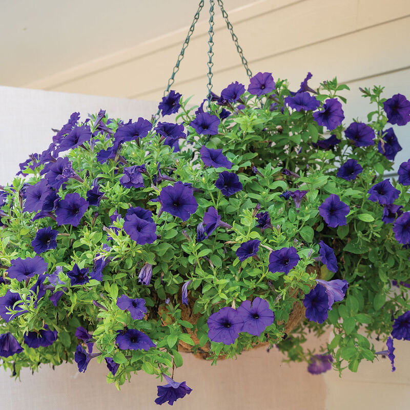 Easy Wave&reg; Blue Petunia