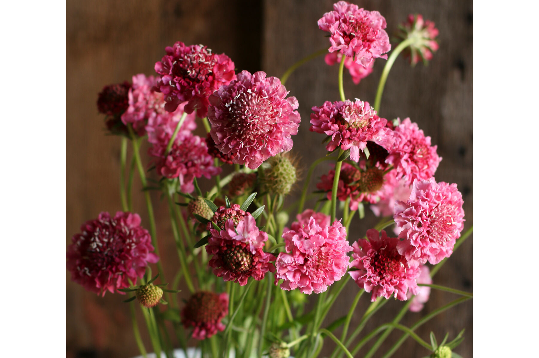 Salmon Rose Scabiosa (Pincushion Flower)