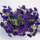 Easy Wave&reg; Blue Petunia
