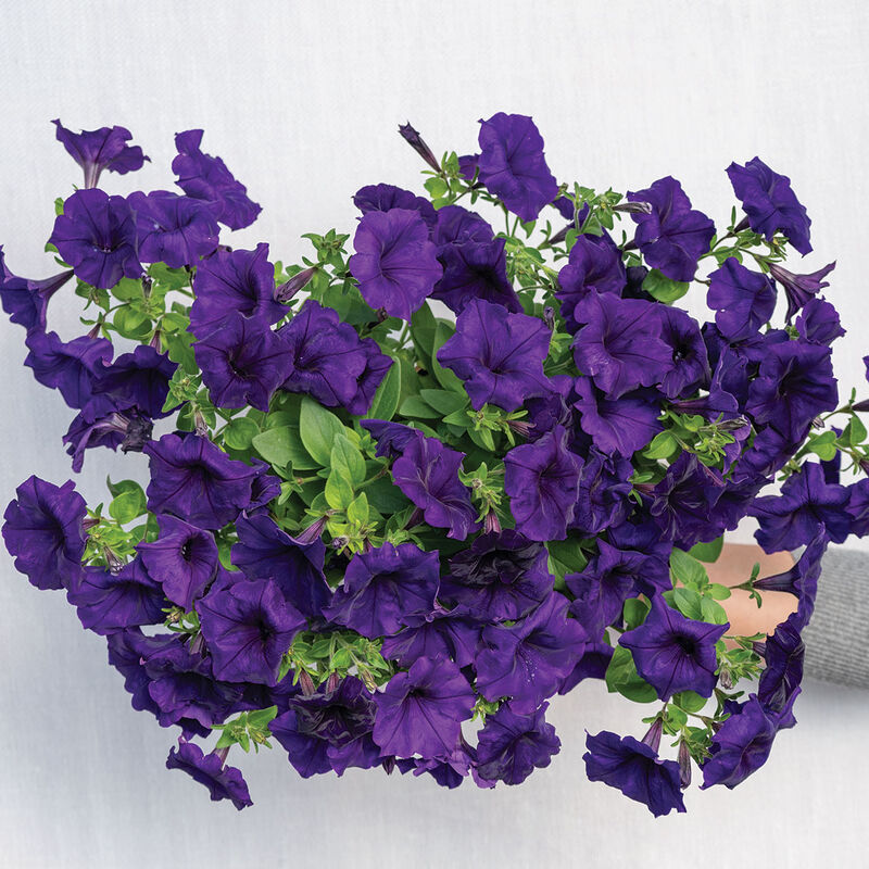 Easy Wave&reg; Blue Petunia