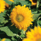 Solano&reg; Double Tall Sunflowers