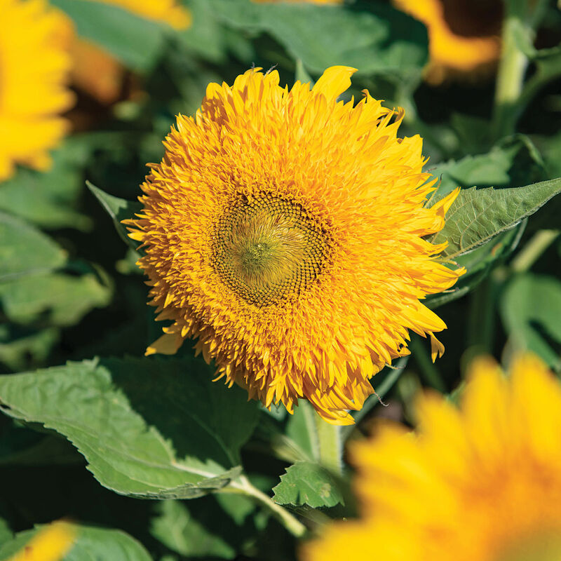 Solano&reg; Double Tall Sunflowers