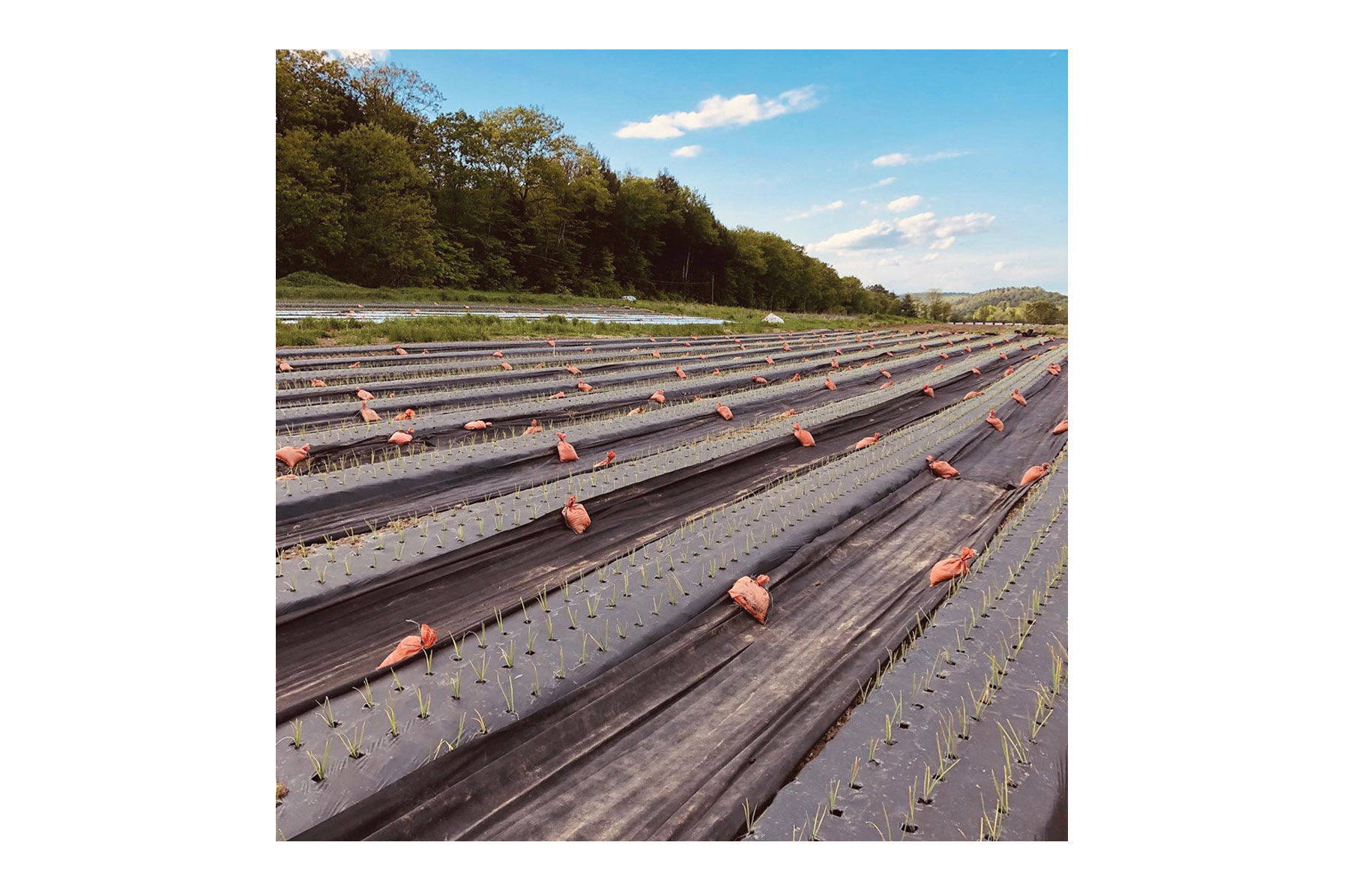 Black Weed Fabric &ndash; 4' x 1,640' Mulches and Weed Barrier