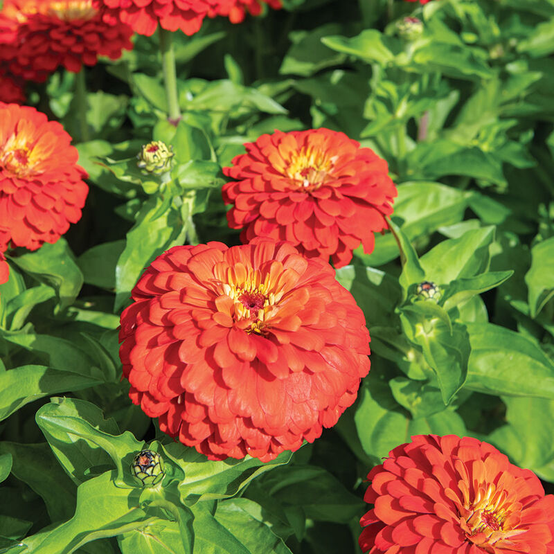 Uproar&trade; Scarlet Zinnias