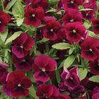 Penny&trade; Rose Blotch Viola (Pansy)