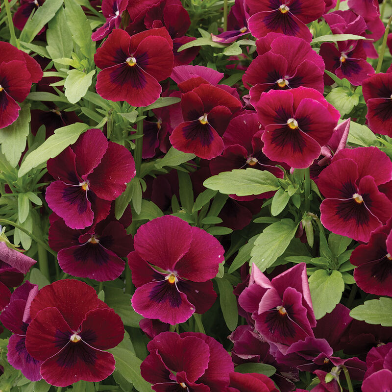 Penny&trade; Rose Blotch Viola (Pansy)