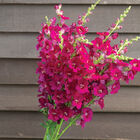 Chantilly&trade; Purple Snapdragon