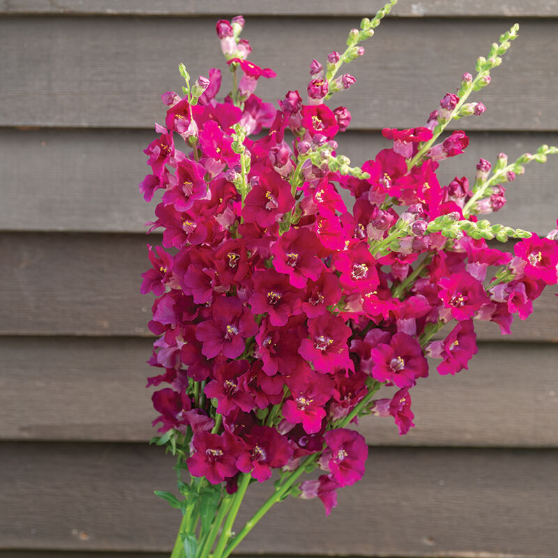 Chantilly&trade; Purple Snapdragon