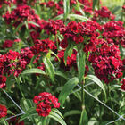 Sweet&trade; Red Dianthus (Sweet William)