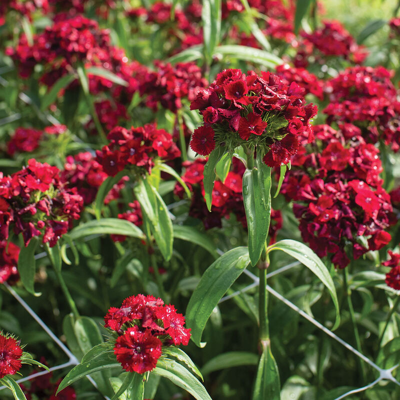 Sweet&trade; Red Dianthus (Sweet William)