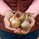Cheerfulness Narcissus (Daffodil)