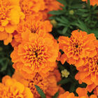 Bonanza&trade; Deep Orange French Marigolds