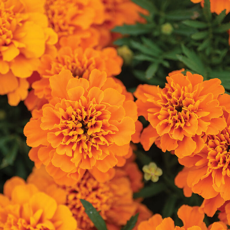 Bonanza&trade; Deep Orange French Marigolds
