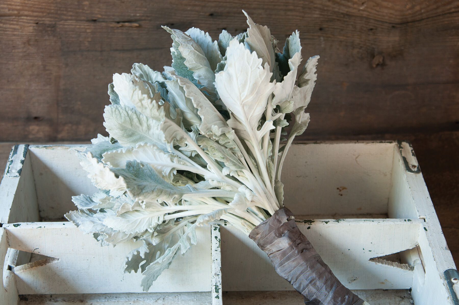 New Look Dusty Miller