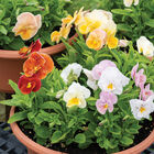 Imperial&trade; Antique Shades Viola (Pansy)