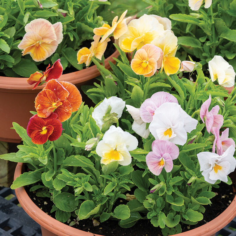 Imperial&trade; Antique Shades Viola (Pansy)