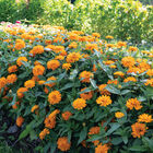 Double Zahara&trade; Bright Orange Zinnias