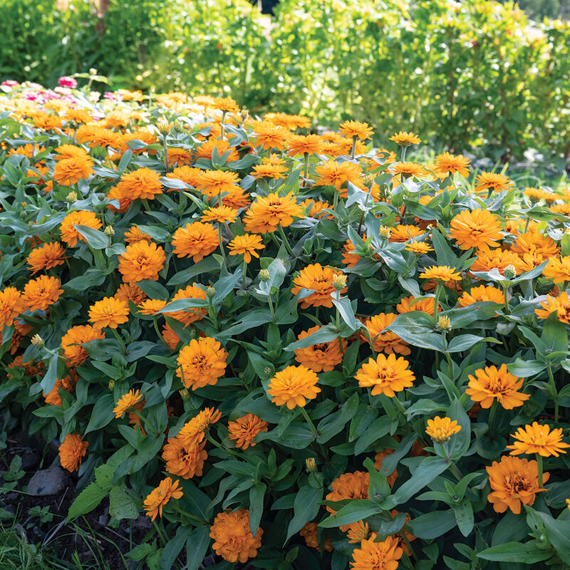 Double Zahara&trade; Bright Orange Zinnias