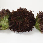 Pamex Salanova&reg; &ndash; Red Sweet Crisp Salanova&reg; Lettuce