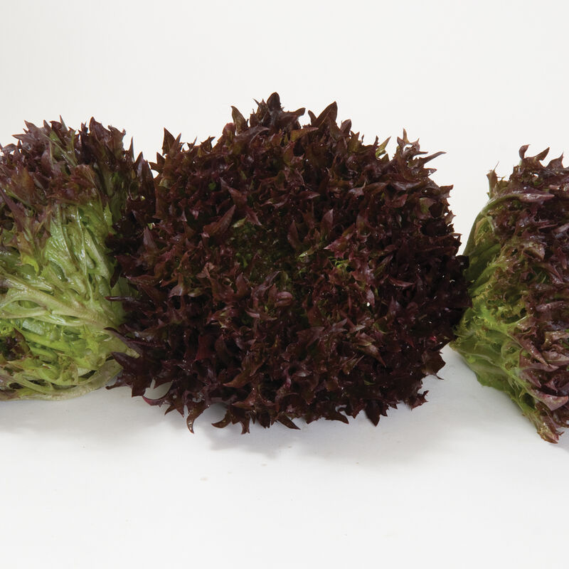 Pamex Salanova&reg; &ndash; Red Sweet Crisp Salanova&reg; Lettuce