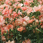 Butterfly&trade; Eris&reg; Ranunculus
