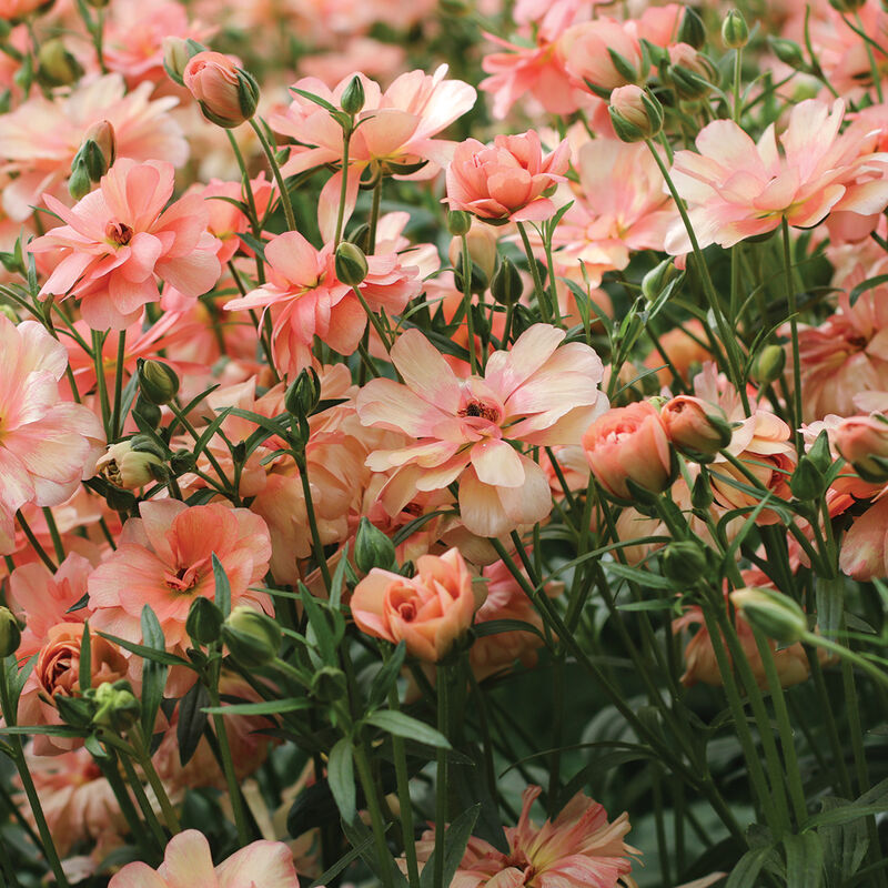 Butterfly&trade; Eris&reg; Ranunculus