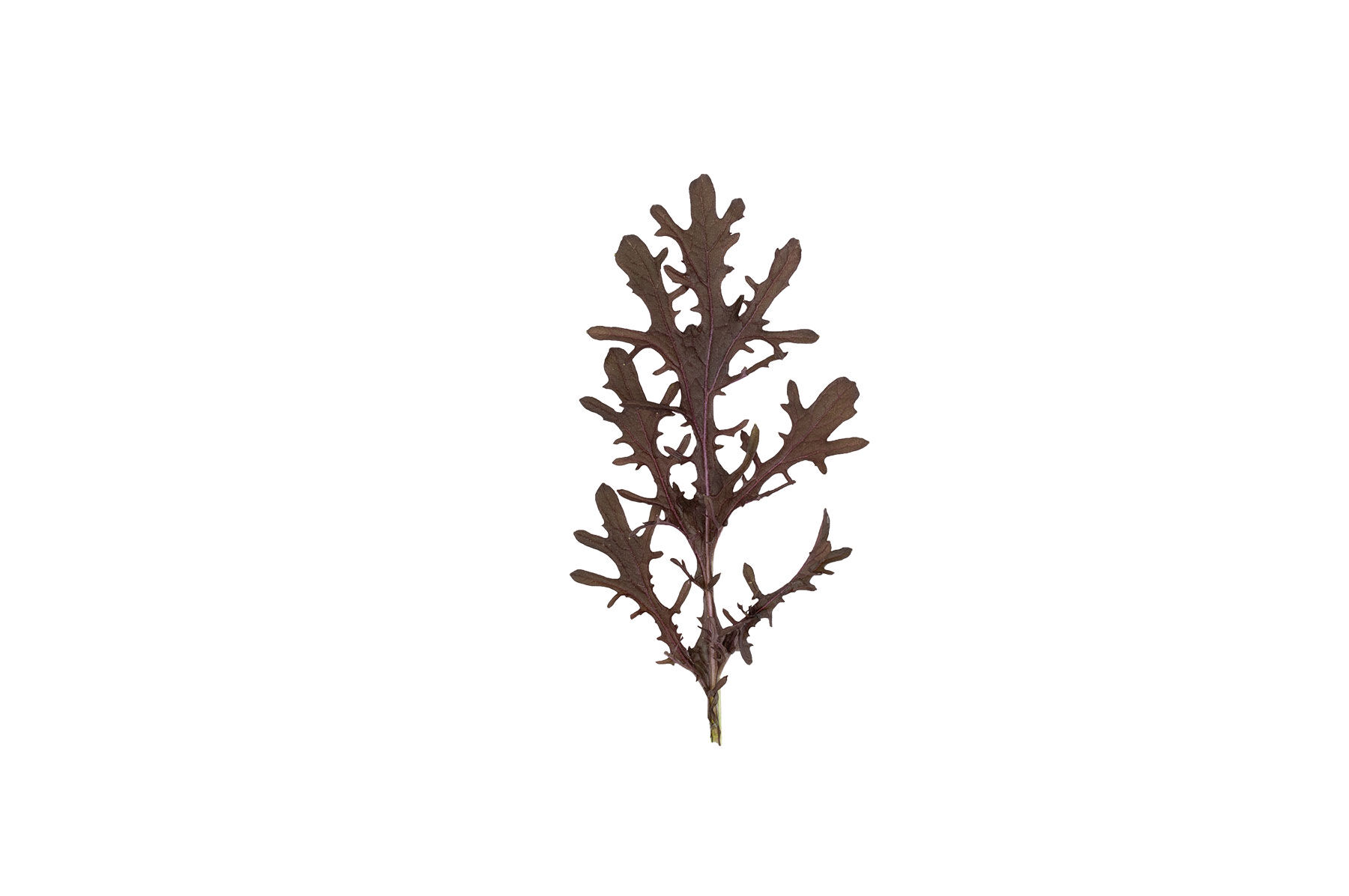 Ruby Streaks Mustard Greens