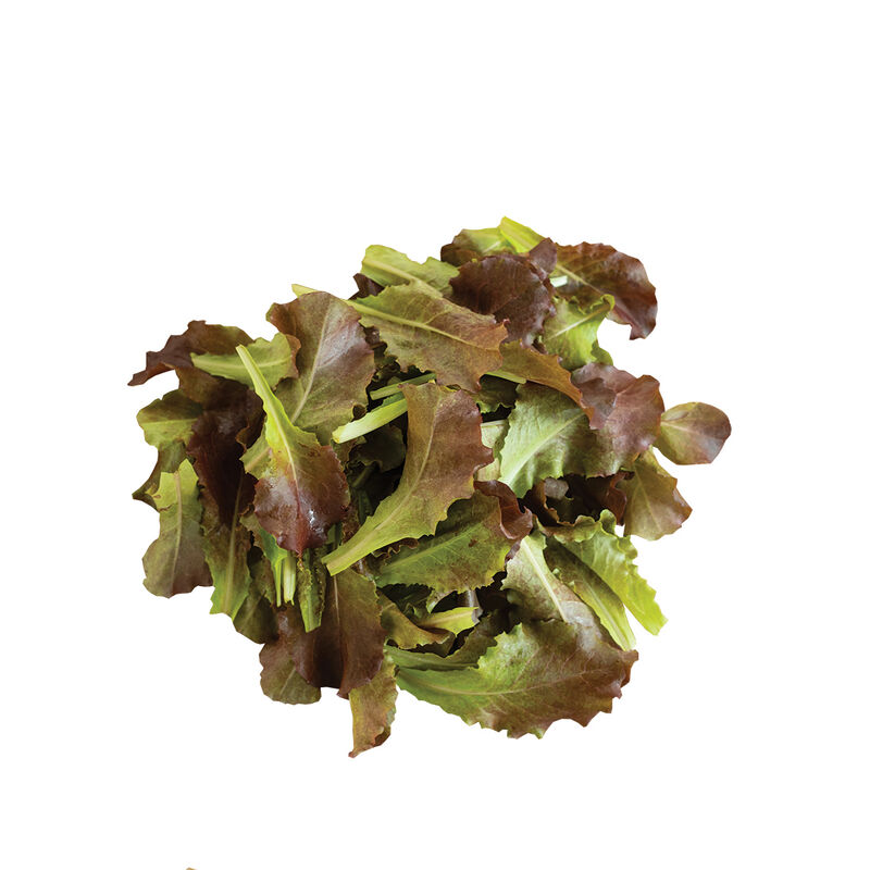 Outredgeous Romaine Lettuce (Cos)