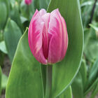 Bojangles Tulips