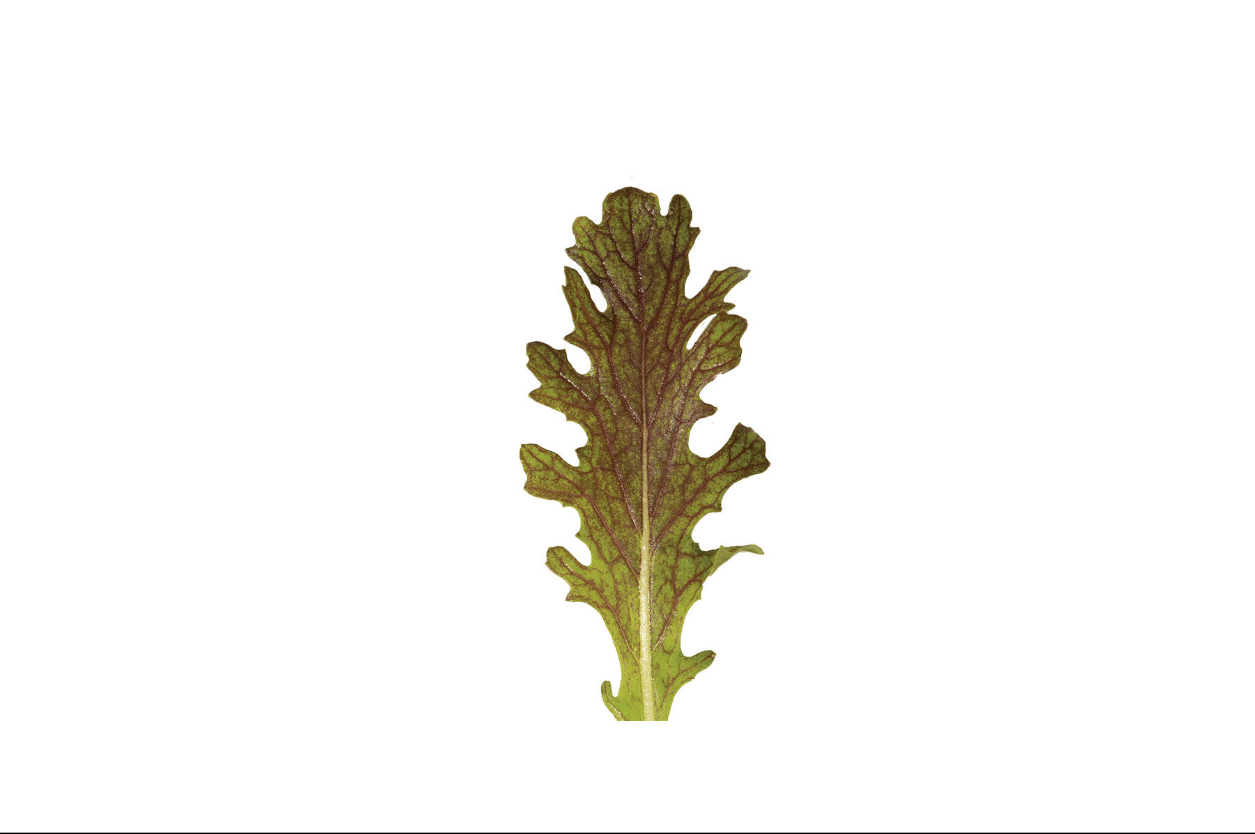 Red Splendor Mustard Greens