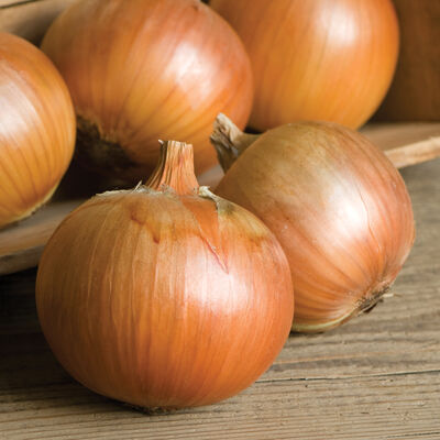 Patterson Onion Plants & Sets