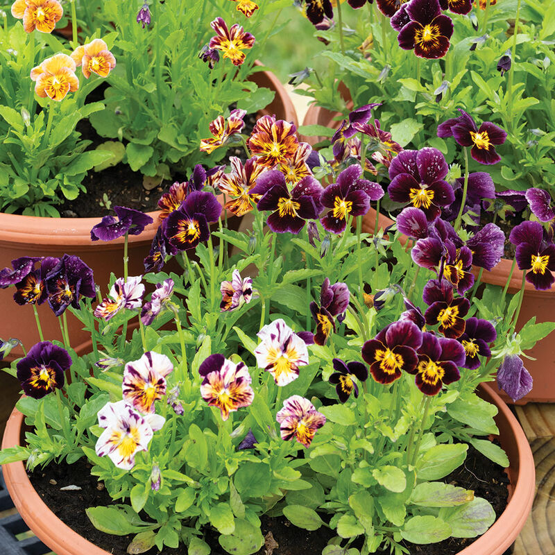 Brush Strokes Viola (Pansy)