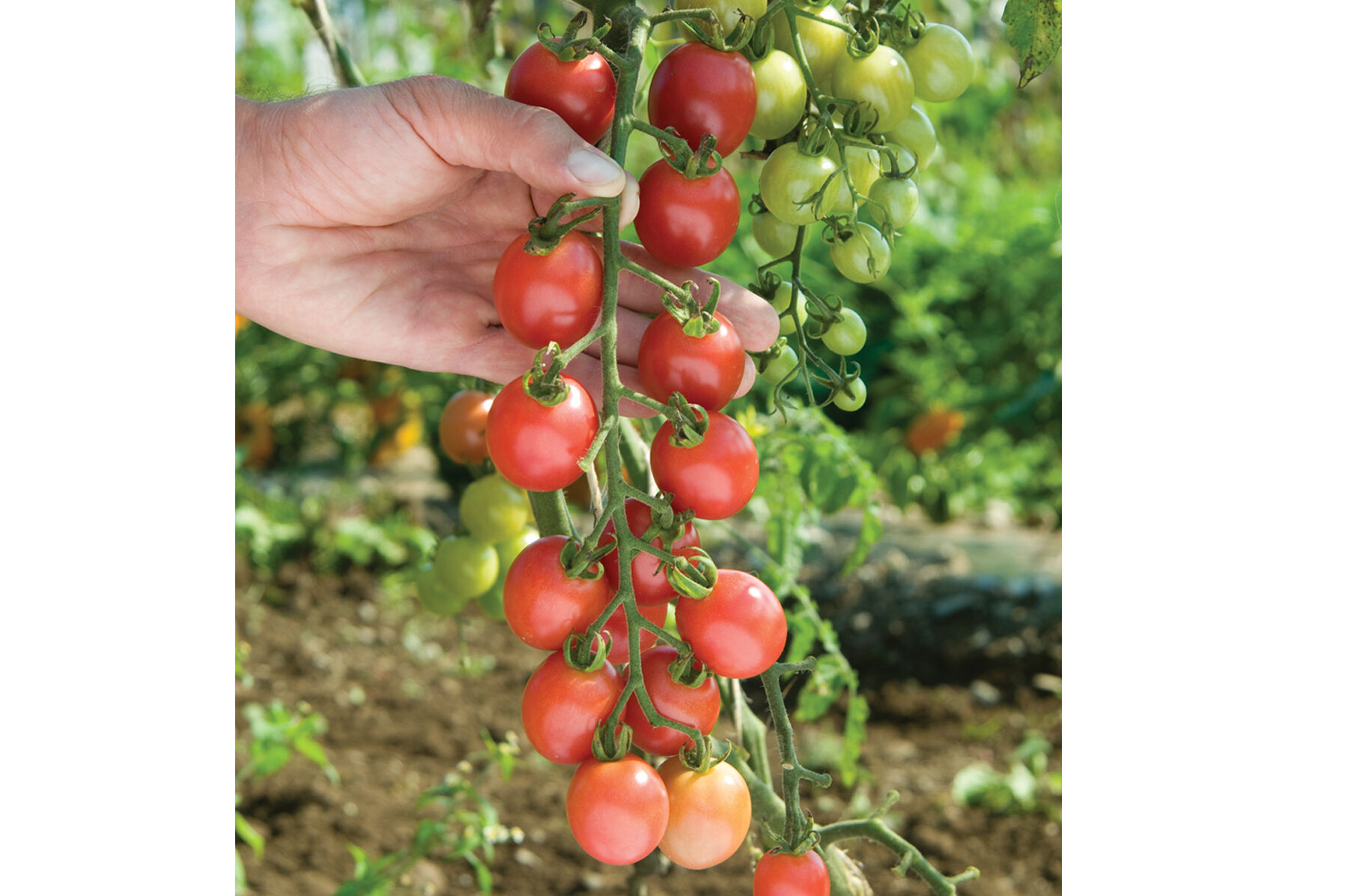 Sunpeach Cherry Tomatoes