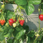 Seascape &ndash; Fall-Planted Strawberry Bare-Root Plants