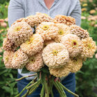 Linen Johnny's Zinnias