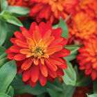 Double Zahara&trade; Fire Zinnias
