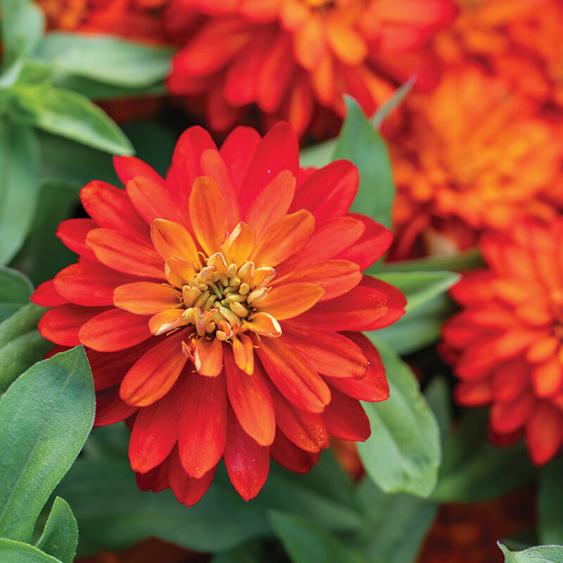 Double Zahara&trade; Fire Zinnias