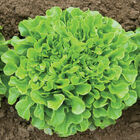Cousteau Salanova&reg; &ndash; Green Oakleaf Salanova&reg; Lettuce