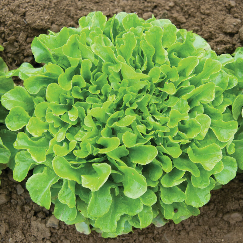 Cousteau Salanova&reg; &ndash; Green Oakleaf Salanova&reg; Lettuce