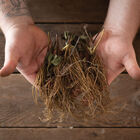 Cabot Strawberry Bare-Root Plants