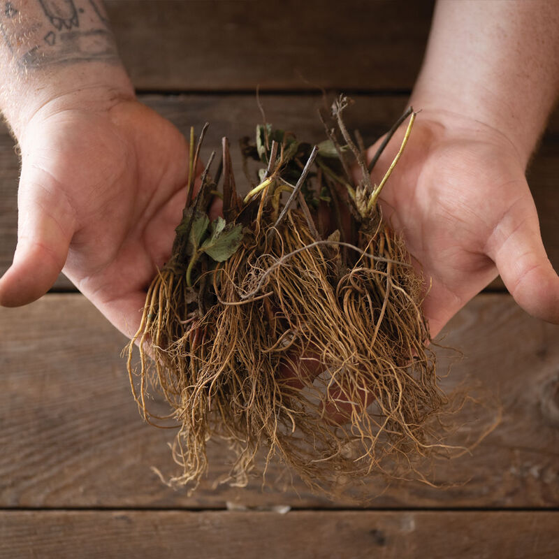 Cabot Strawberry Bare-Root Plants
