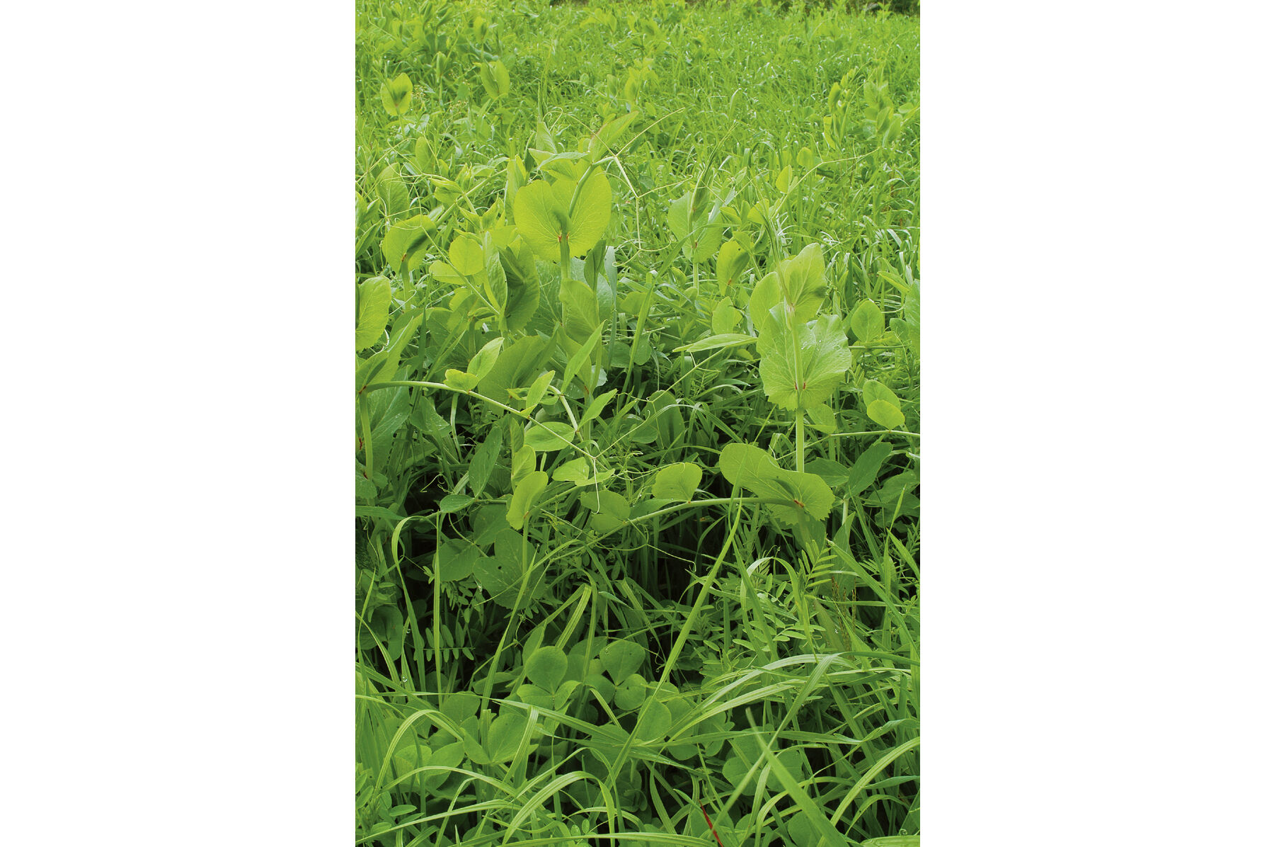 Fall Green Manure Mix Cover Crops