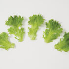 Extranet Salanova&reg; &ndash; Green Sweet Crisp Salanova&reg; Lettuce