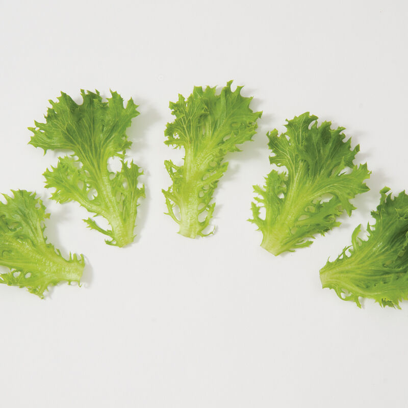 Extranet Salanova&reg; &ndash; Green Sweet Crisp Salanova&reg; Lettuce