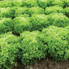 Vicinity Salanova&reg; &ndash; Green Incised Salanova&reg; Lettuce