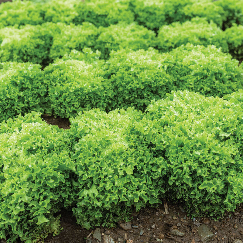 Vicinity Salanova&reg; &ndash; Green Incised Salanova&reg; Lettuce