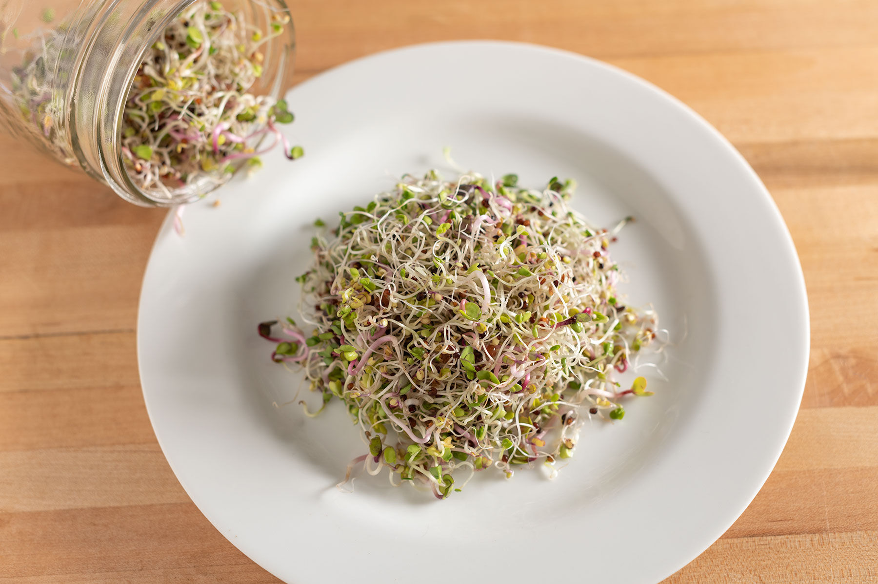 Sprouting Mix Sprouts